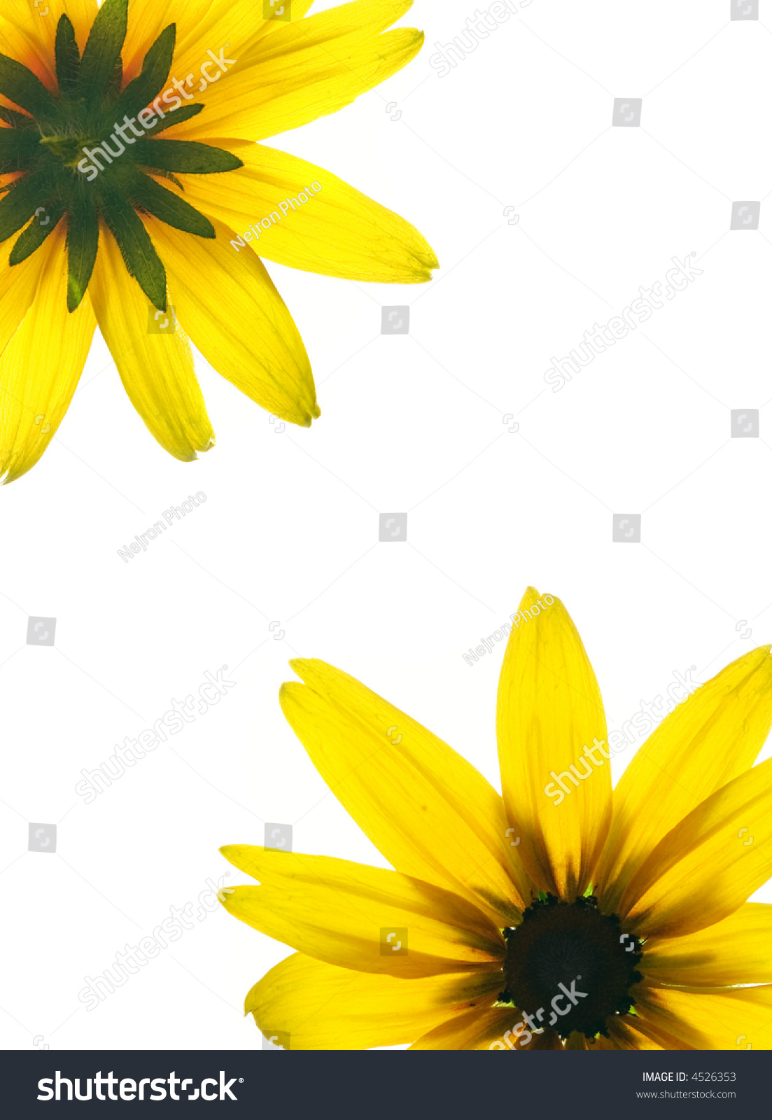 Floral Frame Two Sides Yellow Flower Stock Photo 4526353 - Shutterstock