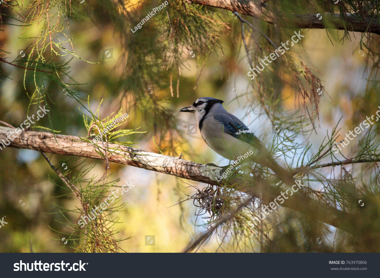 Florida Blue Jay Bird Cyanocitta Cristata Stock Photo Edit Now