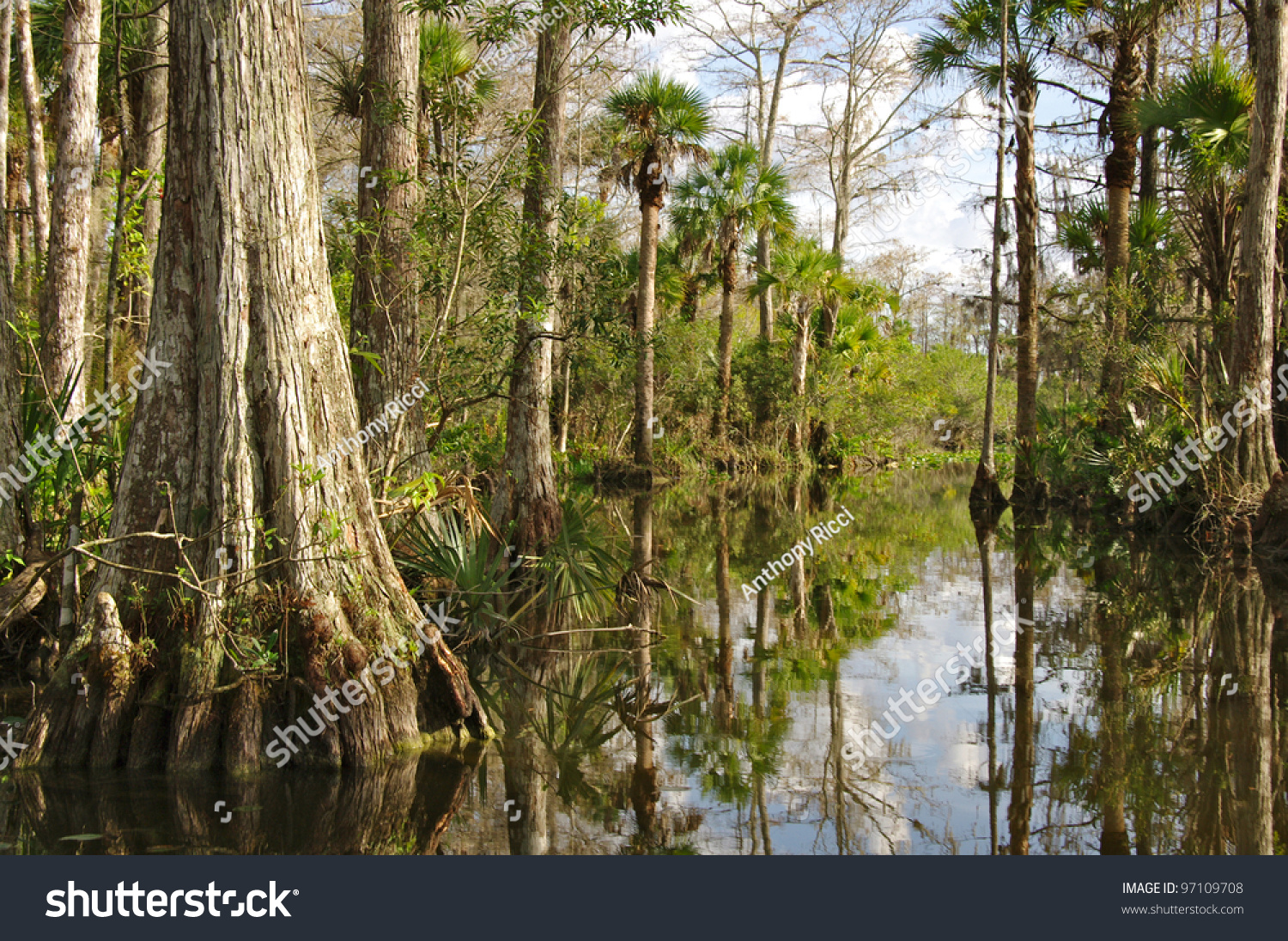 4,308 Everglades cypress Images, Stock Photos & Vectors | Shutterstock