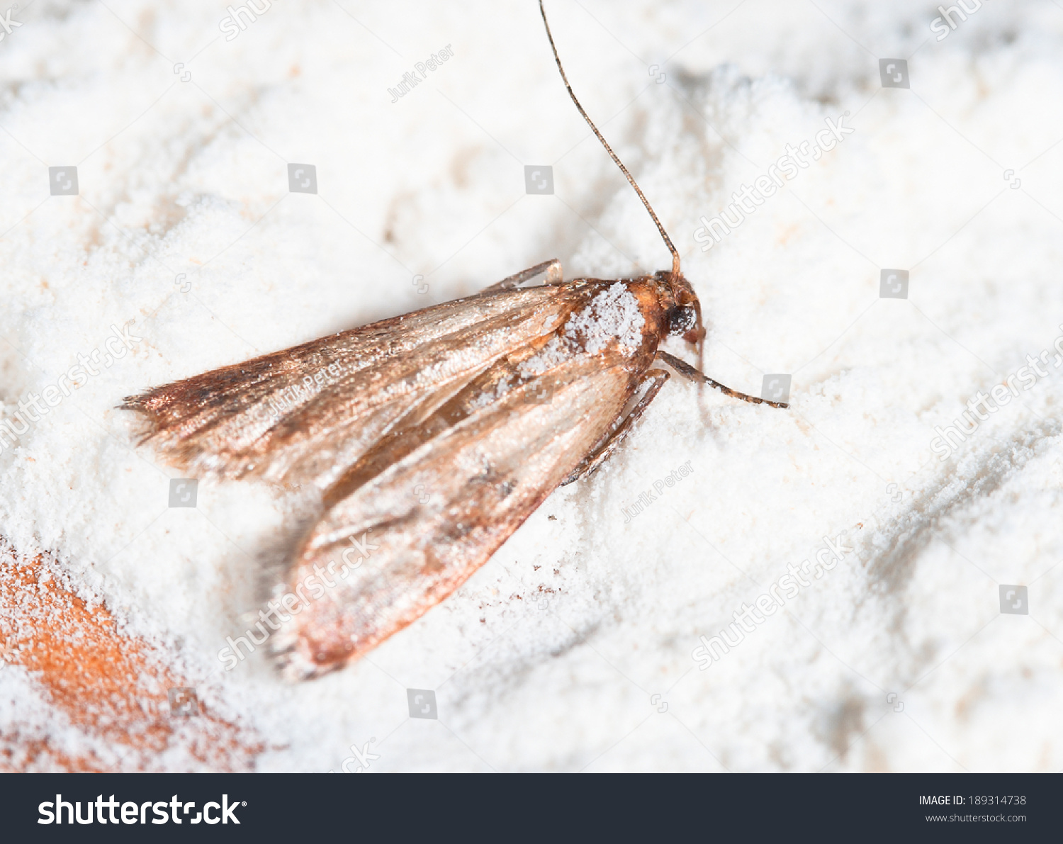Flour Moth Pantry Moth Ephestia Kuehniella Stock Photo 189314738 ...