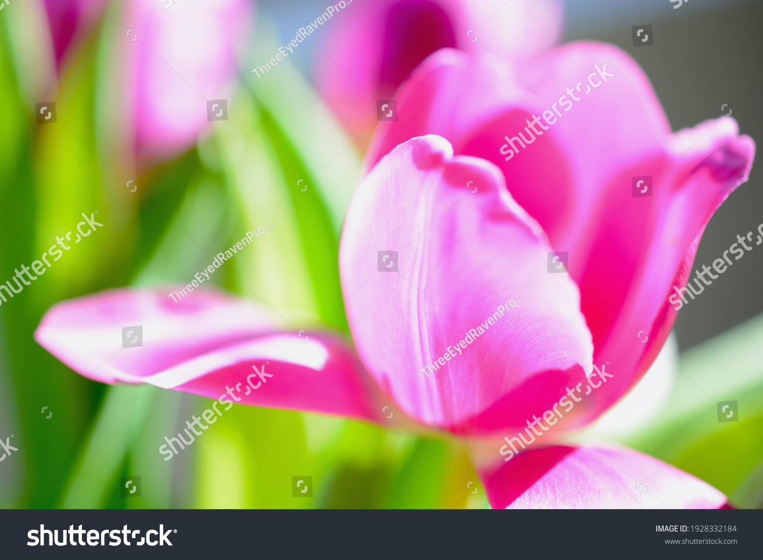 3,157,726 Bright pink flowers Images, Stock Photos & Vectors | Shutterstock