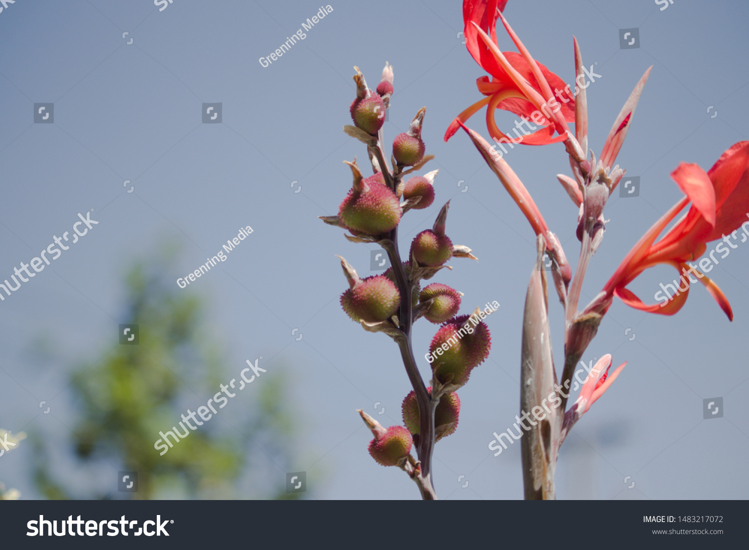 Flower Buds Canna Lilies Stock Photo Edit Now 1483217072