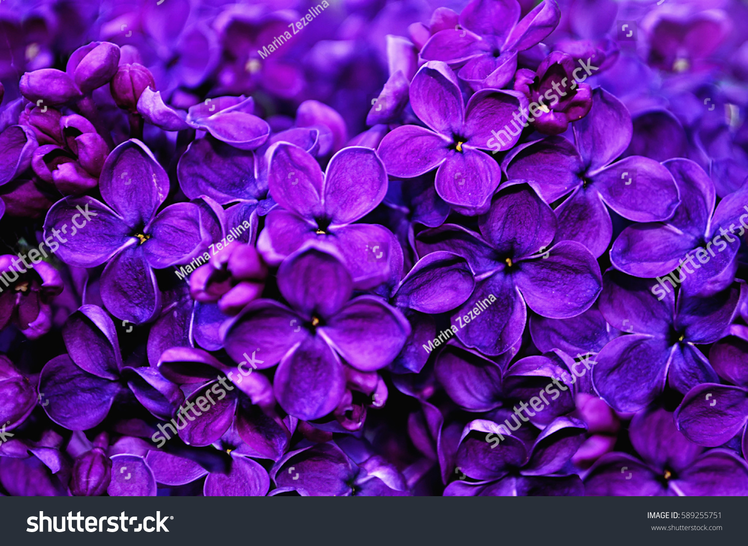 Flower Background Lilac Flowers Spring Garden Stock Photo Edit