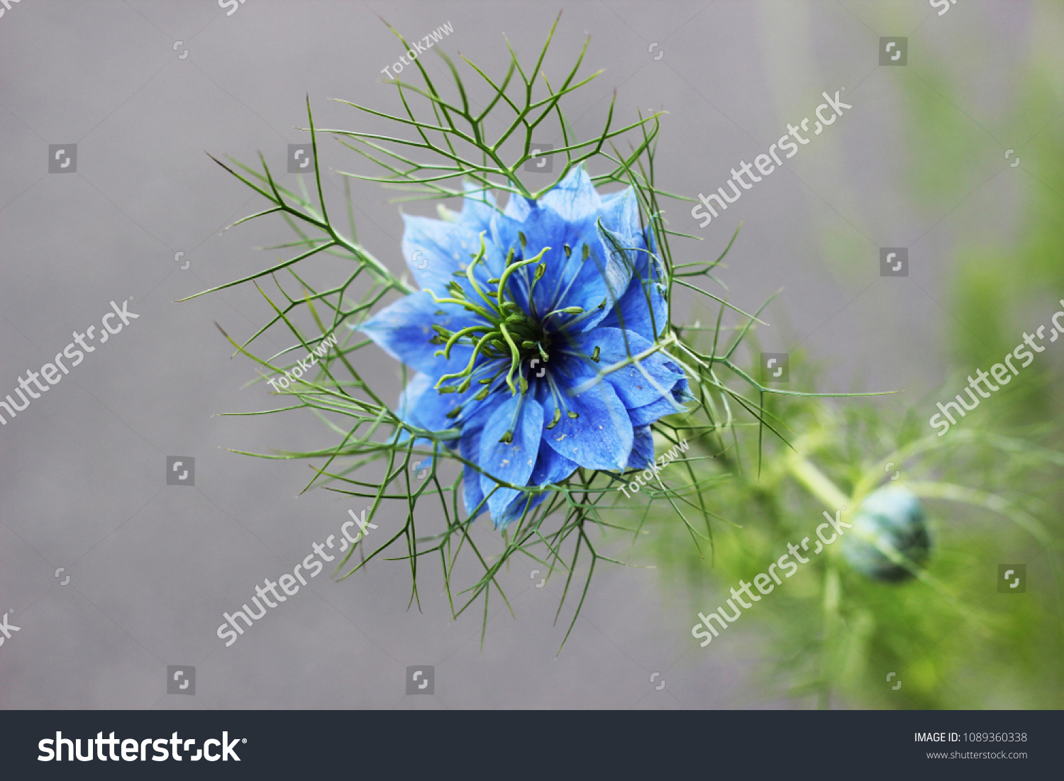 Flower Fennel Blue Stock Photo Edit Now 1089360338
