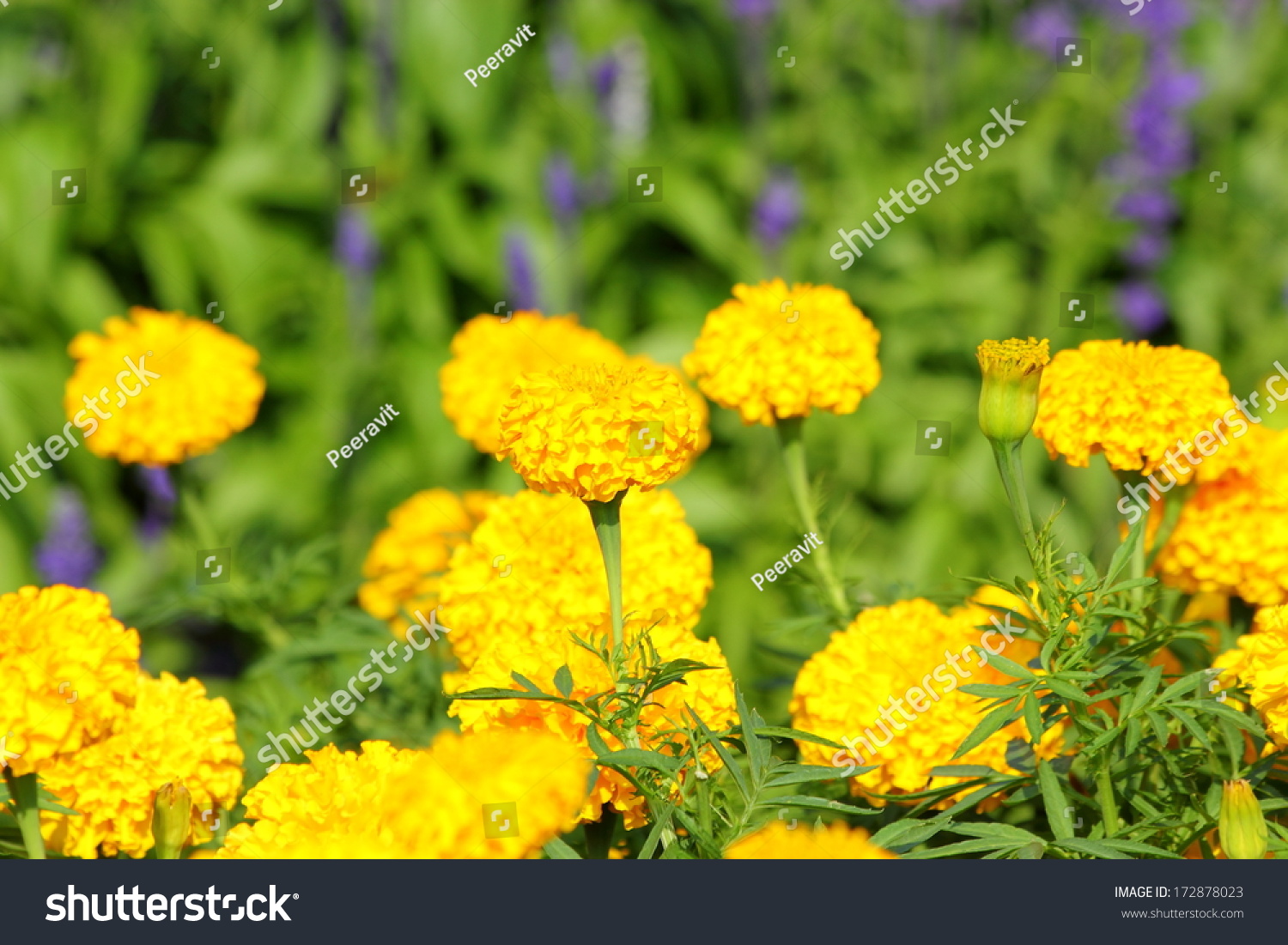 Flower Garden Stock Photo 172878023 - Shutterstock