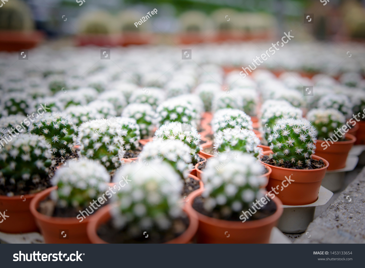 Flower Garden Castus Garden Malaysia Stock Photo Edit Now 1453133654