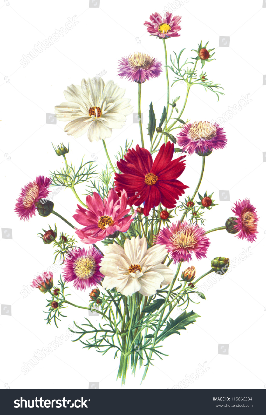 Flower Illustration - 115866334 : Shutterstock