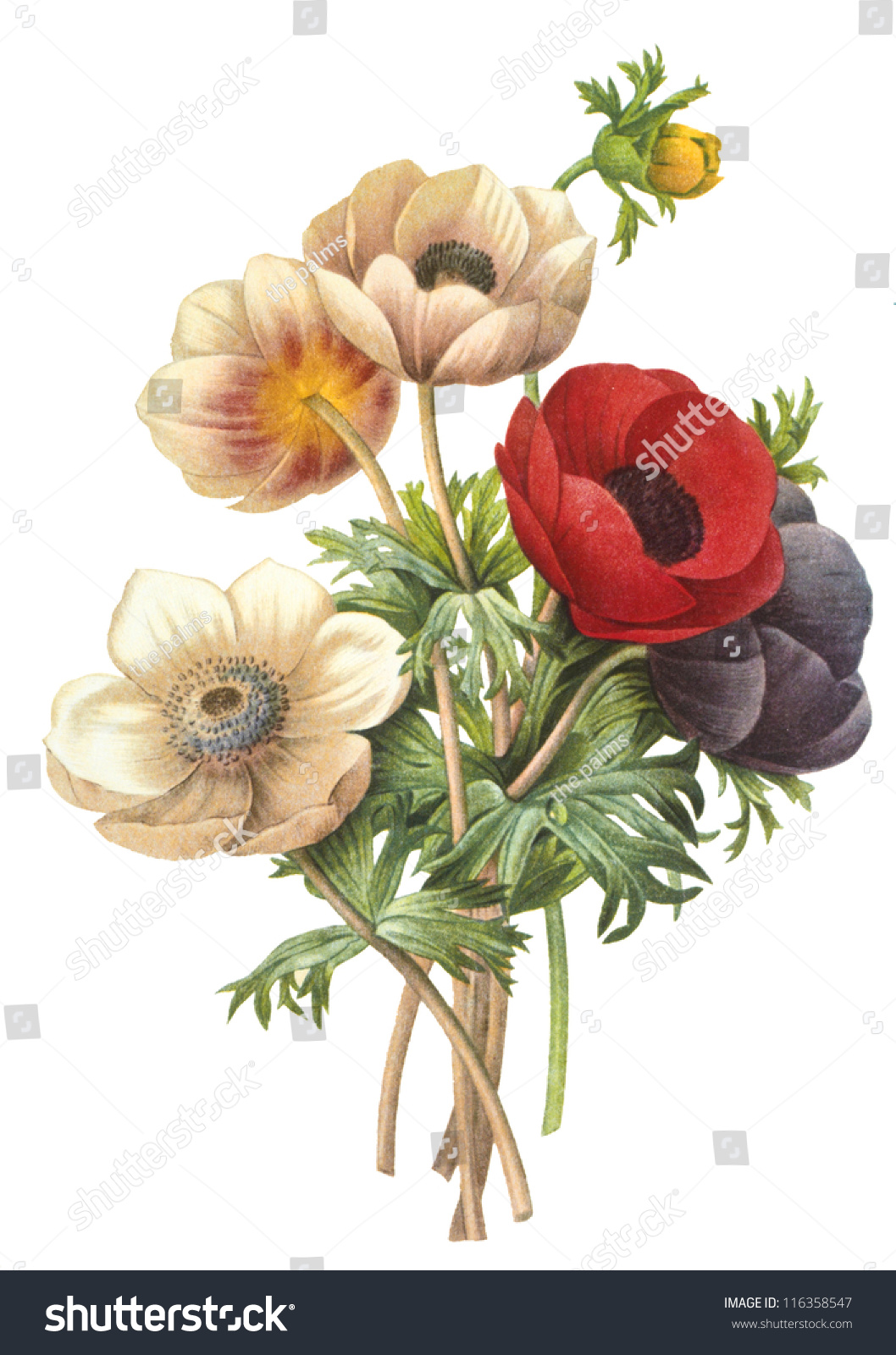 Flower Illustration Stock Photo 116358547 - Shutterstock