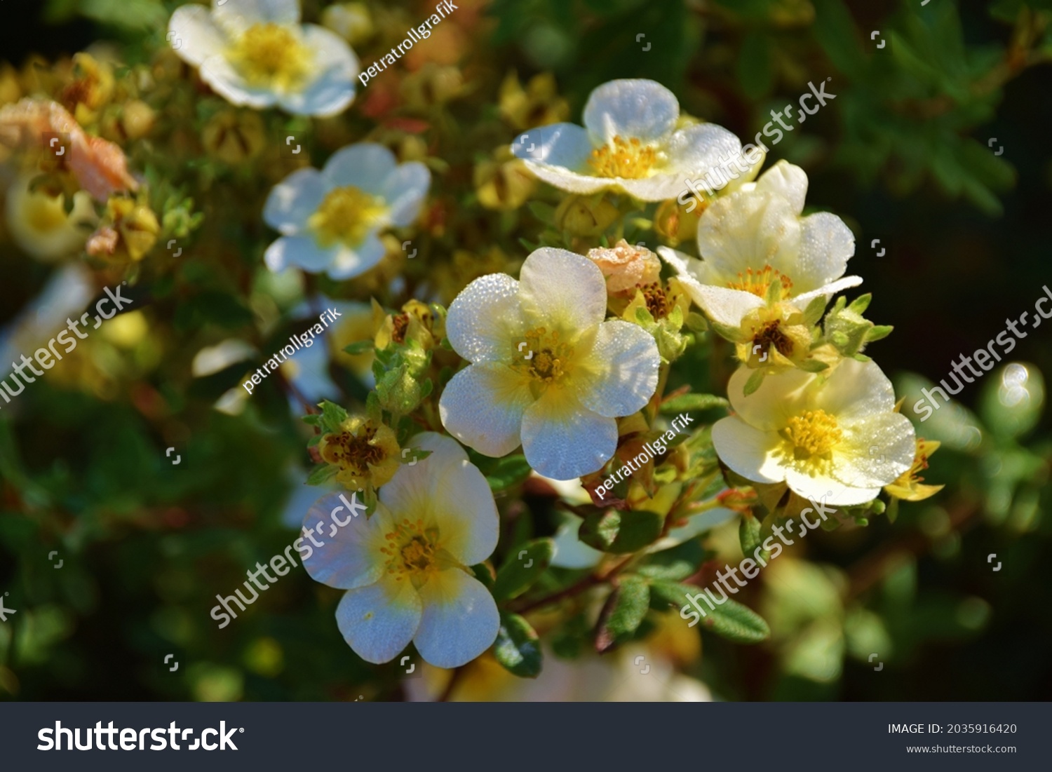 15 Bibernell rose Images, Stock Photos & Vectors | Shutterstock