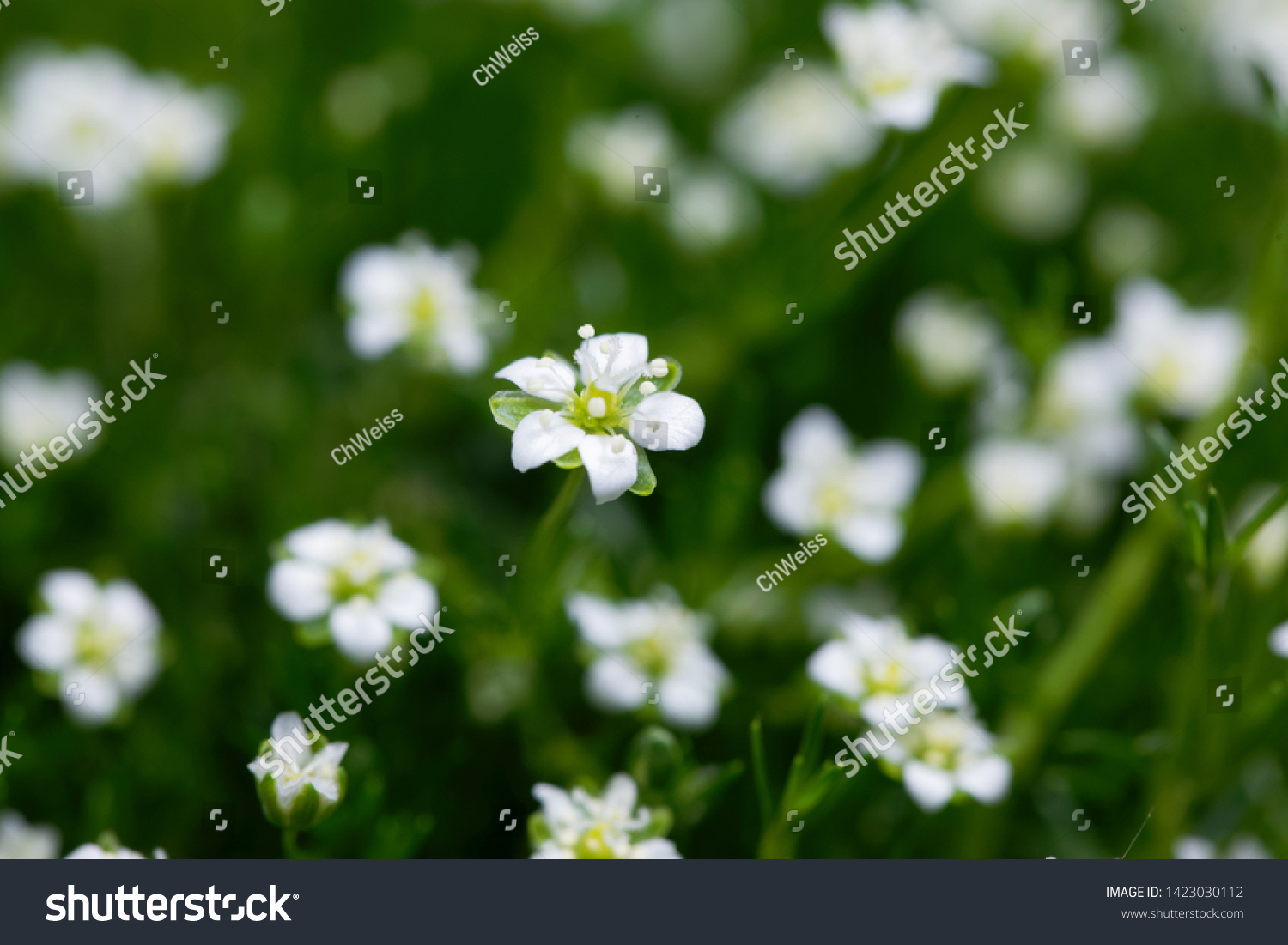 Flower Heath Pearlwort Plant Sagina Subulata Stock Photo (Edit Now