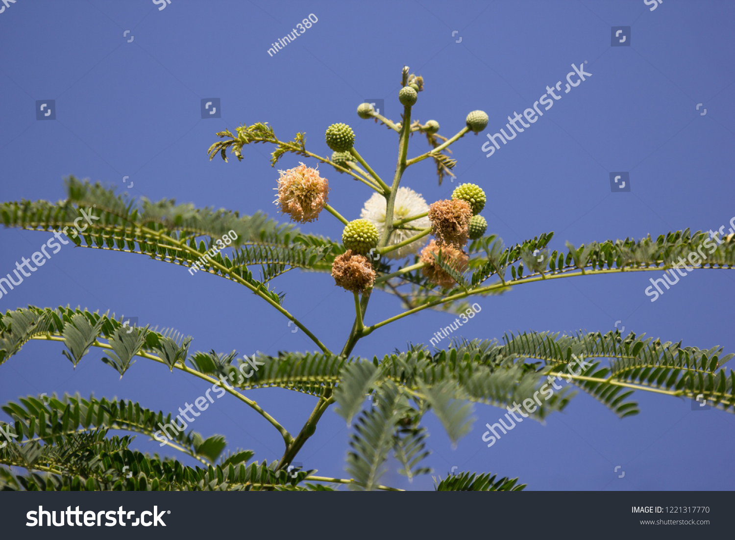 Flower Horse Tamarind Tree Leucaena Fruit Stock Photo Edit Now