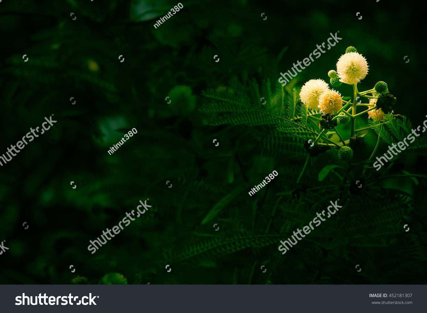 Flower Horse Tamarind Tree Leucaena Fruit Stock Photo Edit Now