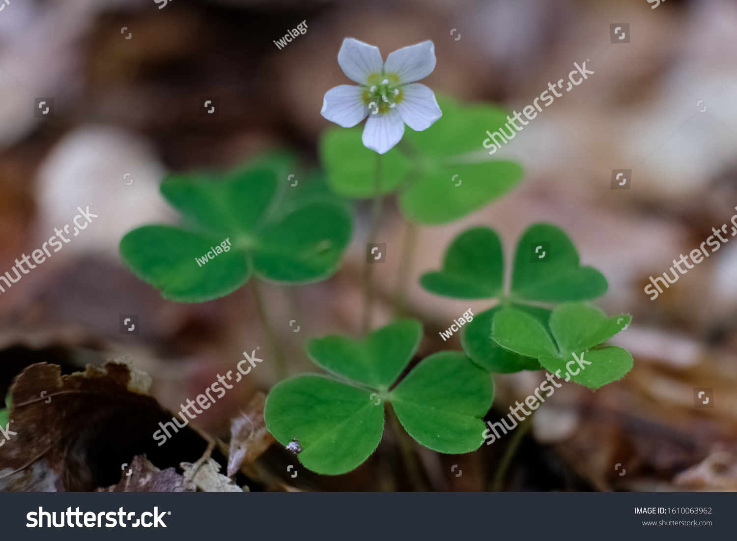 Flower Oxalis Acetosella Wood Sorrel Common Stock Photo Edit Now