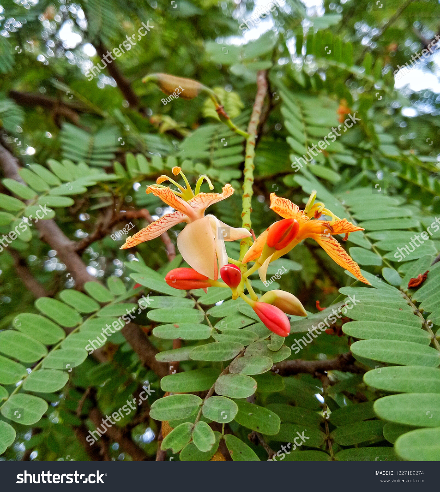 Flower Tamarind Tree Stock Photo Edit Now