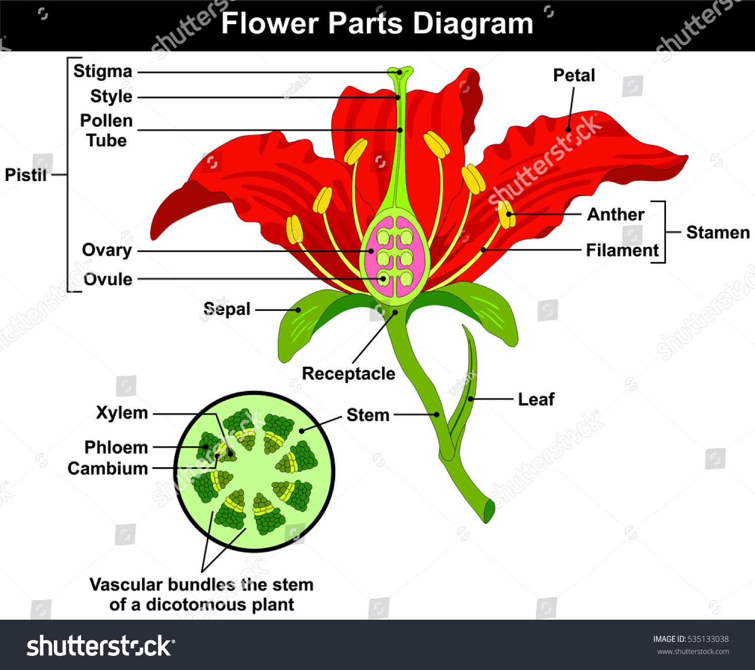 Flower Parts Diagram Stem Cross Section Stock Illustration 535133038