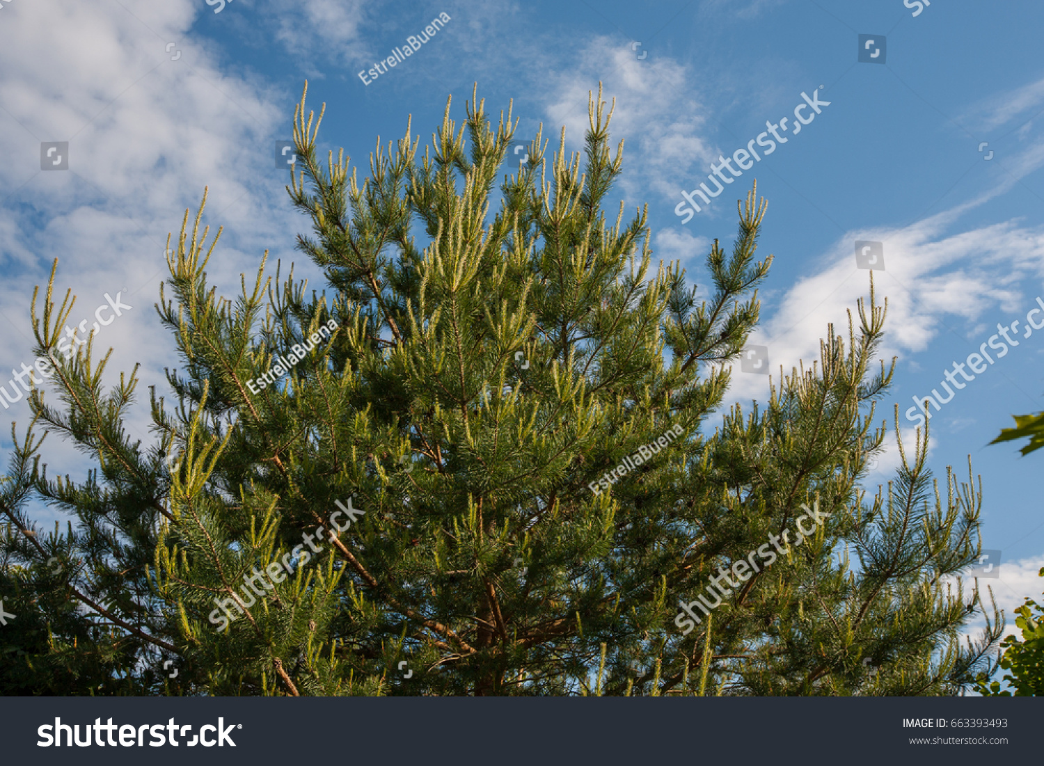 Flower Scotch Pine Pinus Sylvestris Watereri Stock Photo 663393493 ...