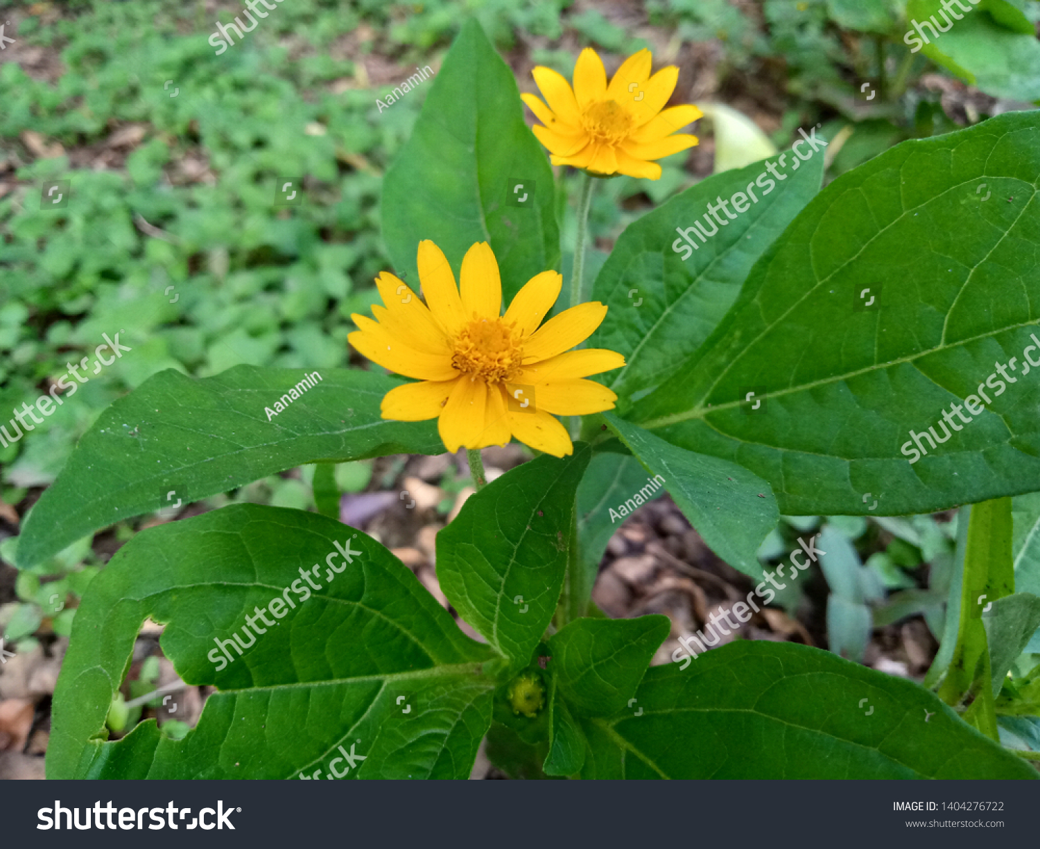 Flower Sun Flora Bunga  Matahari Mekar  Stock Photo Edit Now