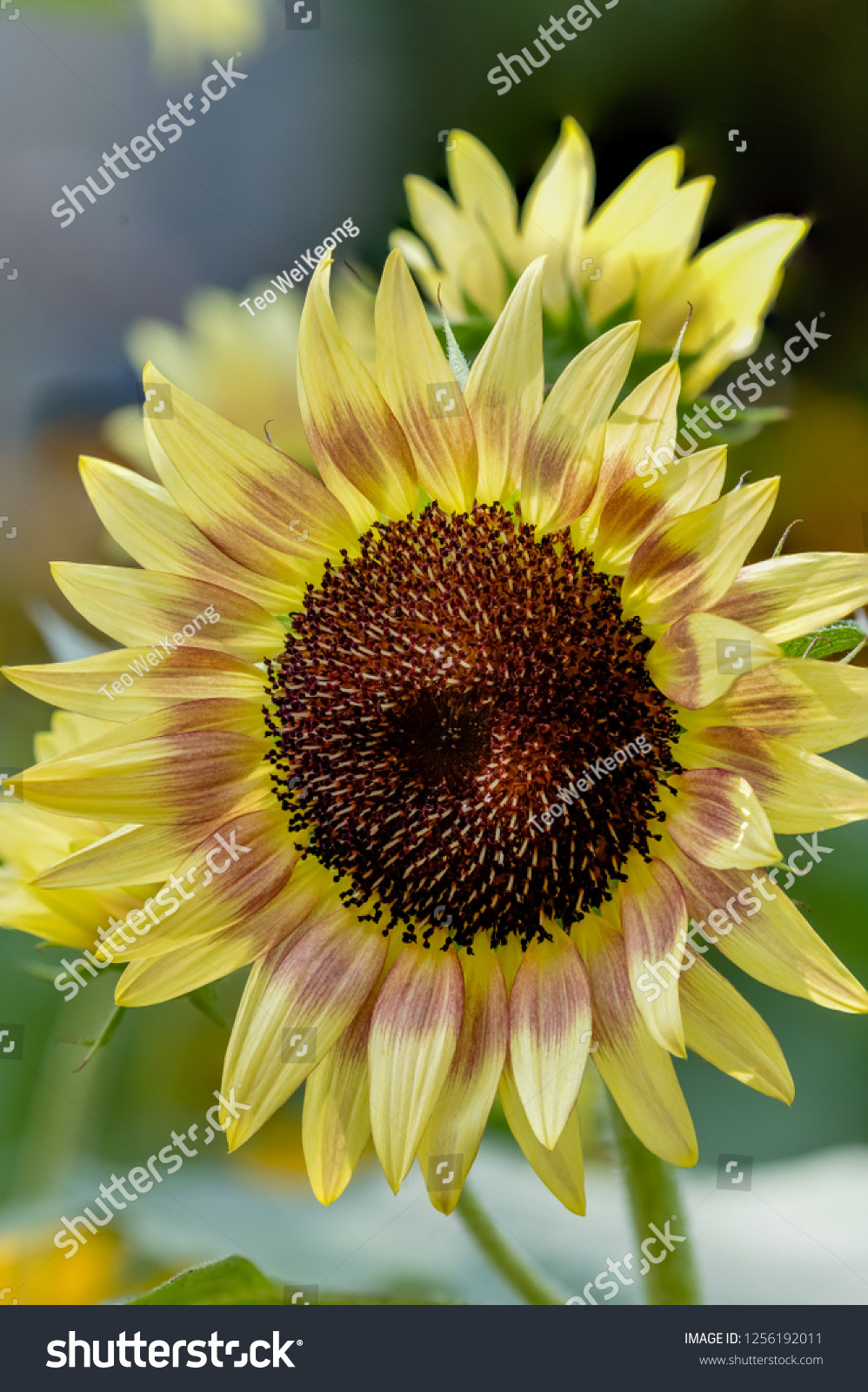 Sun flower surprise