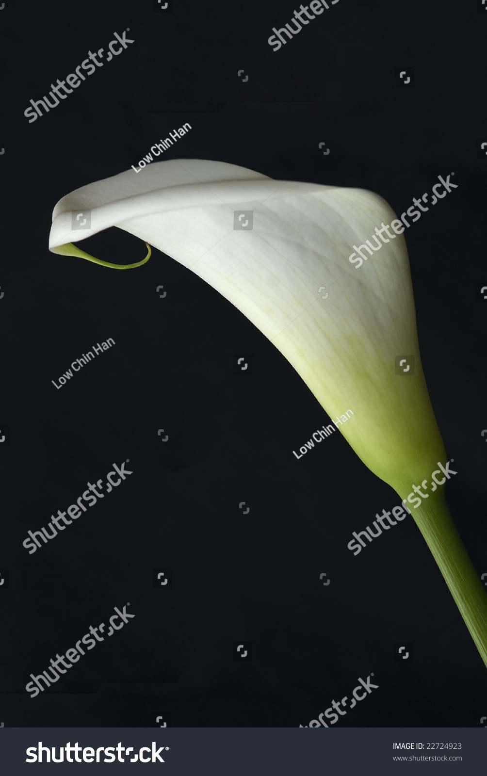 Flower - White Anthurium Stock Photo 22724923 : Shutterstock