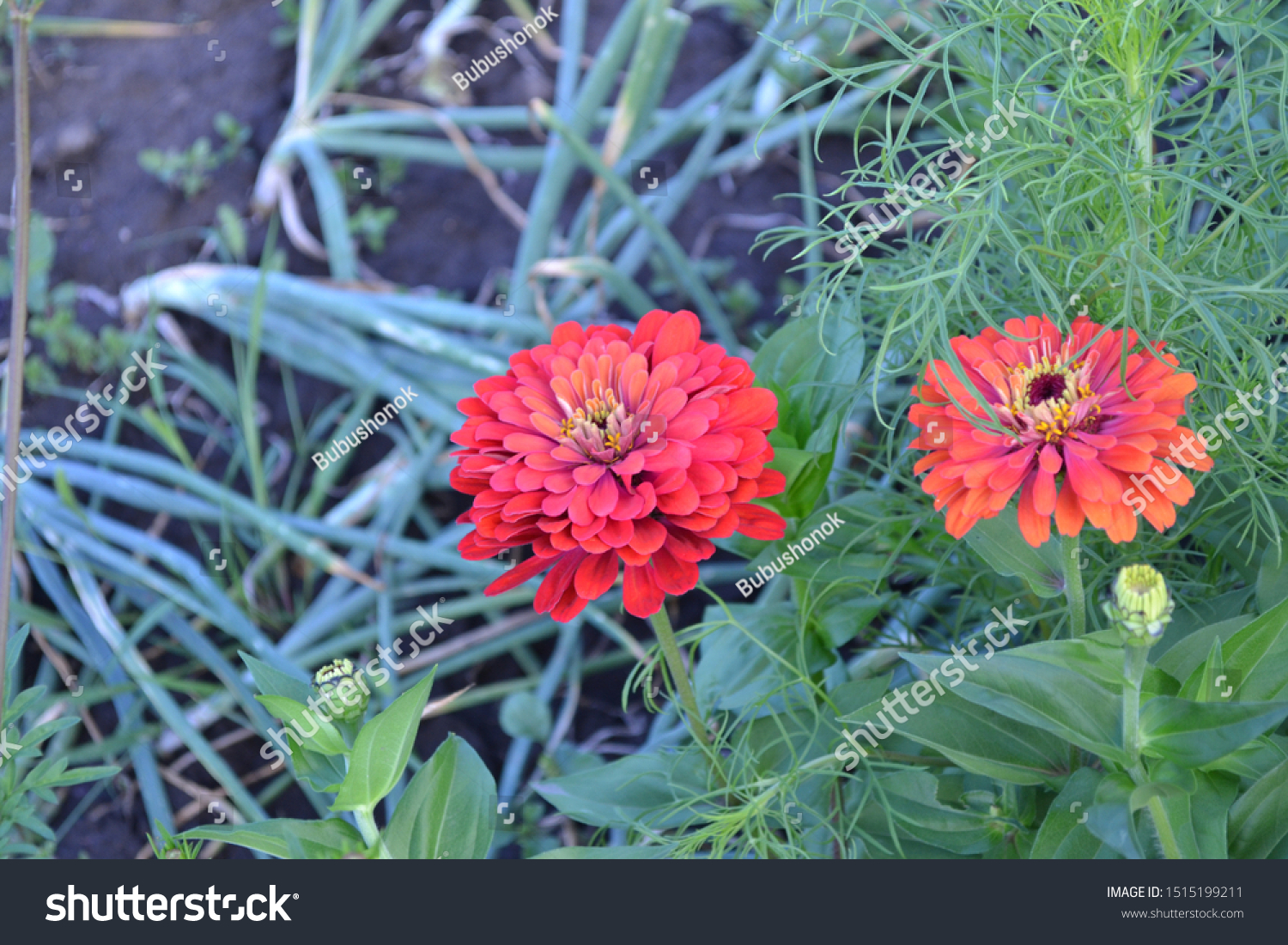 Flower Zinnia Gardening Home Garden Bed Stock Photo Edit Now 1515199211