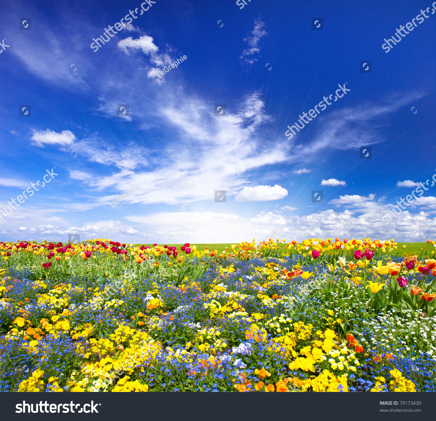 Flowerbed. Colorful Flowers Over Blue Sky Stock Photo 79173430 ...