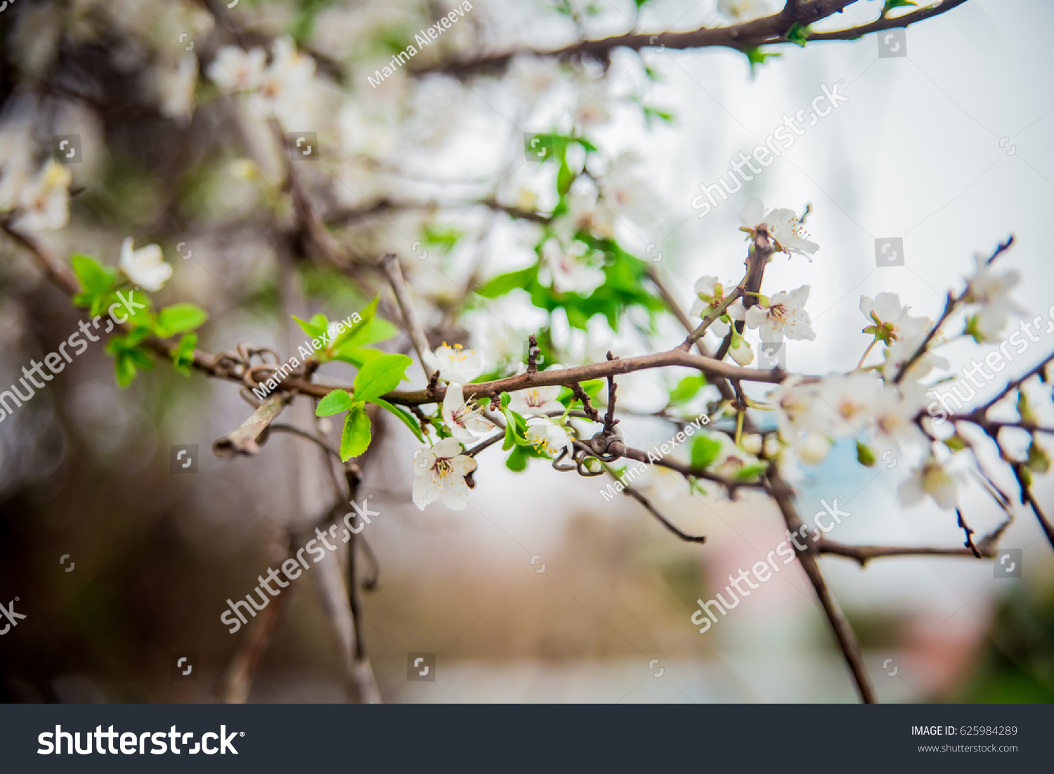 Flowering Apricot Tree Spring Garden Nature Parks Outdoor Stock