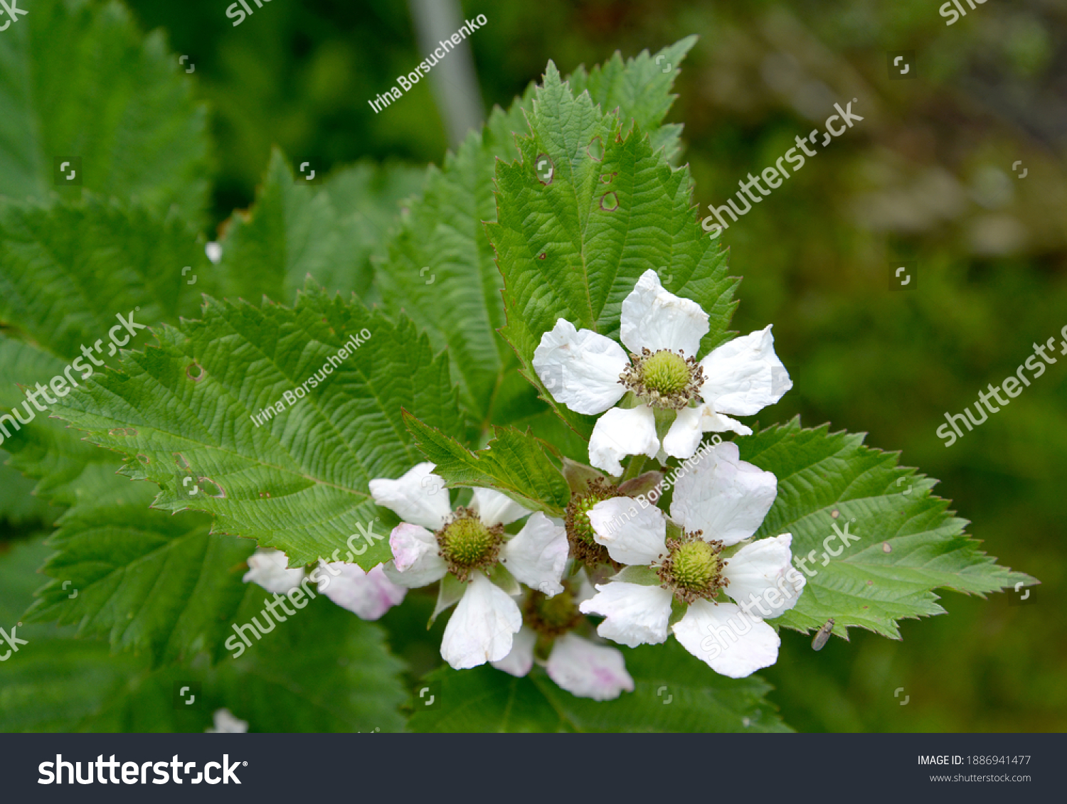 11 Rubus Fruticosus L 图片 库存照片和矢量图 Shutterstock