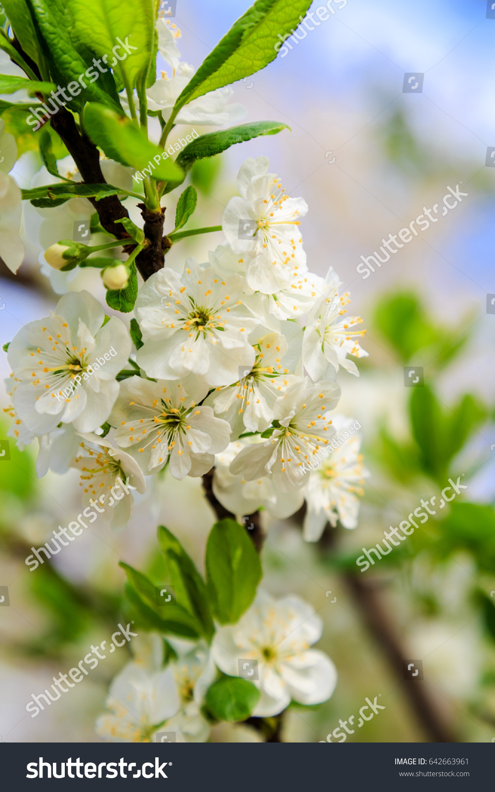 8 Apple treeom Images, Stock Photos & Vectors | Shutterstock