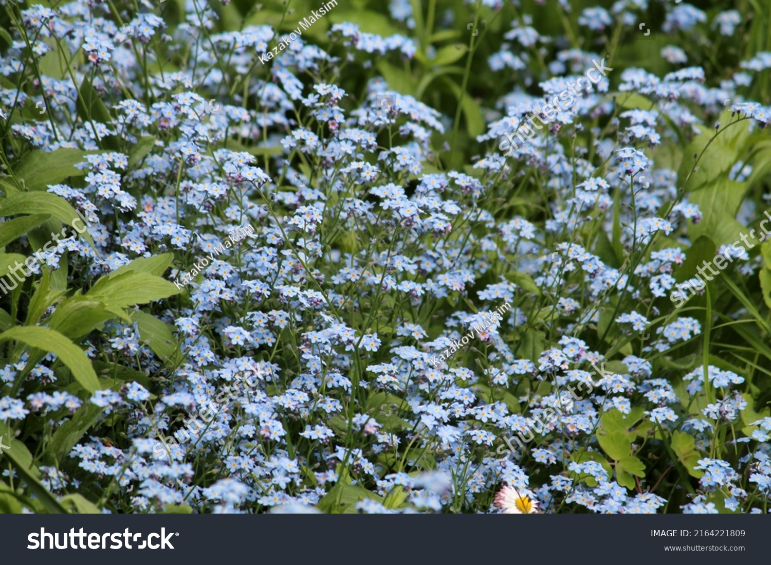 Flowering Wood Forgetmenot Myosotis Sylvatica Plant Stock Photo