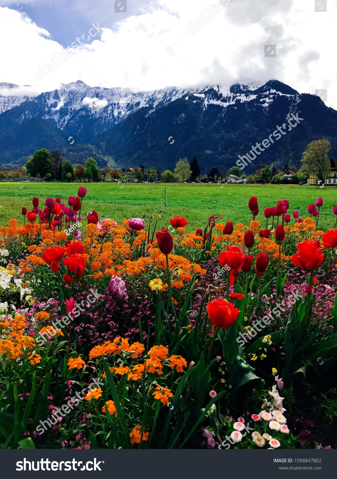 Flowers Nature That Pleasing Eye Stock Photo Edit Now 1098847802