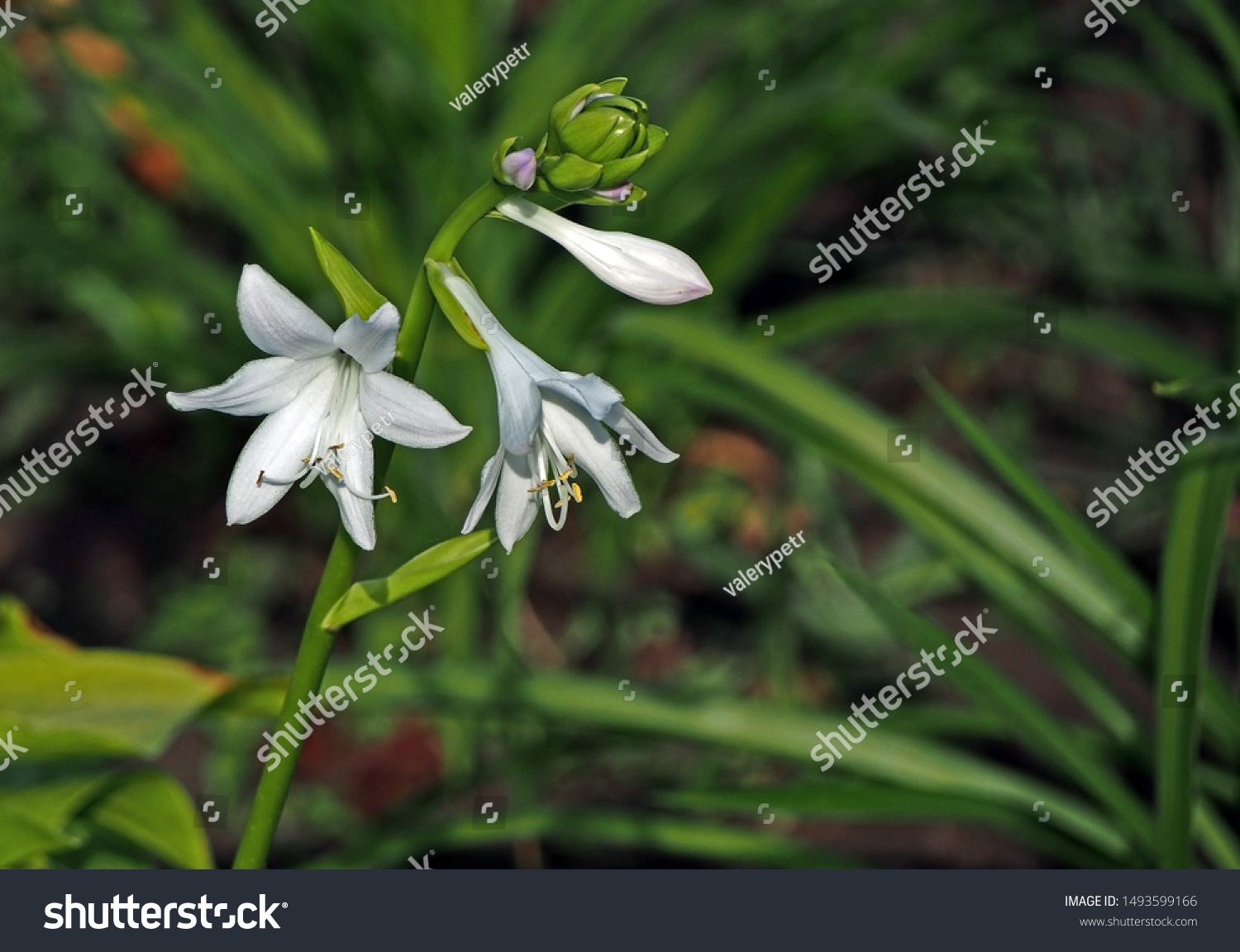 Flowers Like Small White Lilies Stock Photo Edit Now 1493599166