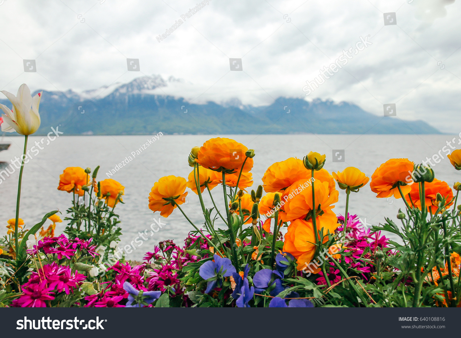 Tulip Shrenka: description and place of growth. What is the difference between the Schröck tulip and the Bieberstein tulip Tulip Shrenka: description and place of growth. What is the difference between the Schröck tulip and the Bieberstein tulip