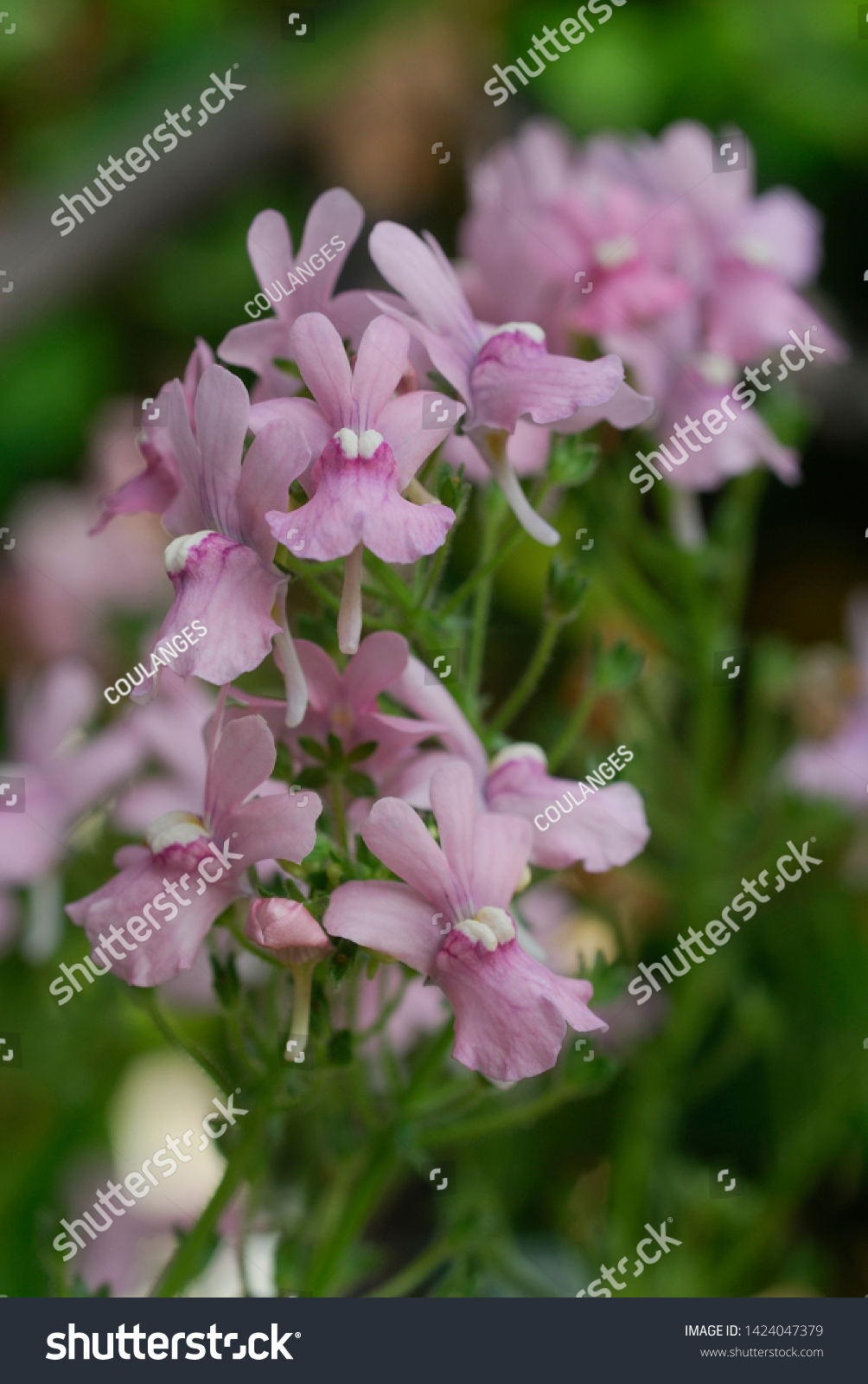 Flowers Cape Snapdragon Cultivar South Africa Stock Photo Edit Now 1424047379