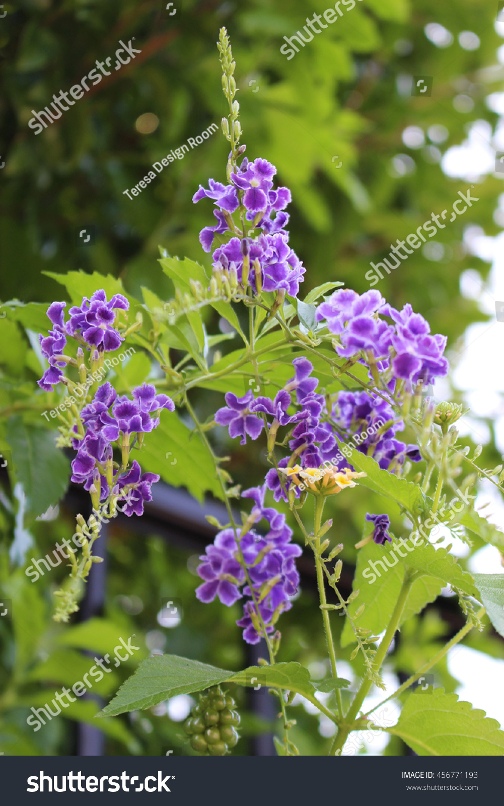 Flowers Duranta Repens Lantana Stock Photo (Edit Now) 456771193