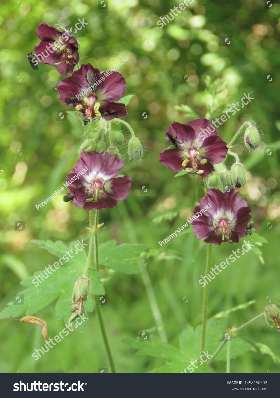 Flowers Mourning Widow Geranium Phaeum Stock Photo Edit Now 1458150392