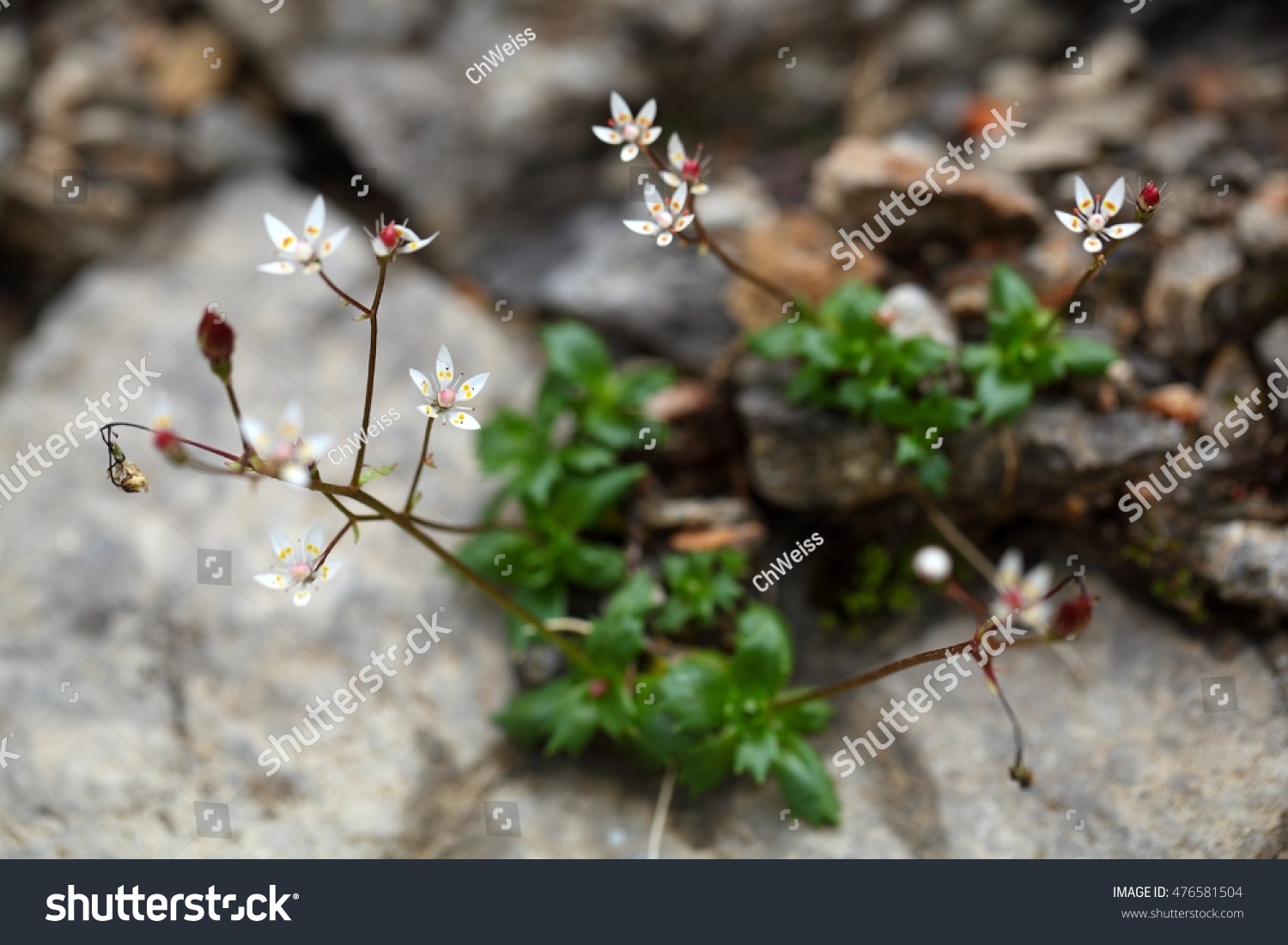 25 Flowers saxifraga stellaris Images, Stock Photos & Vectors ...