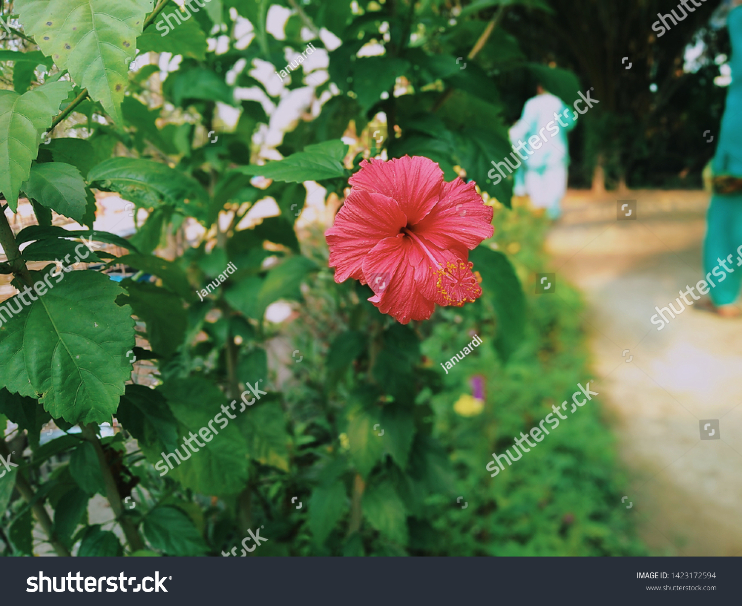 Flowers Flowers Latin Flos Tools Sexual Stock Photo Edit Now