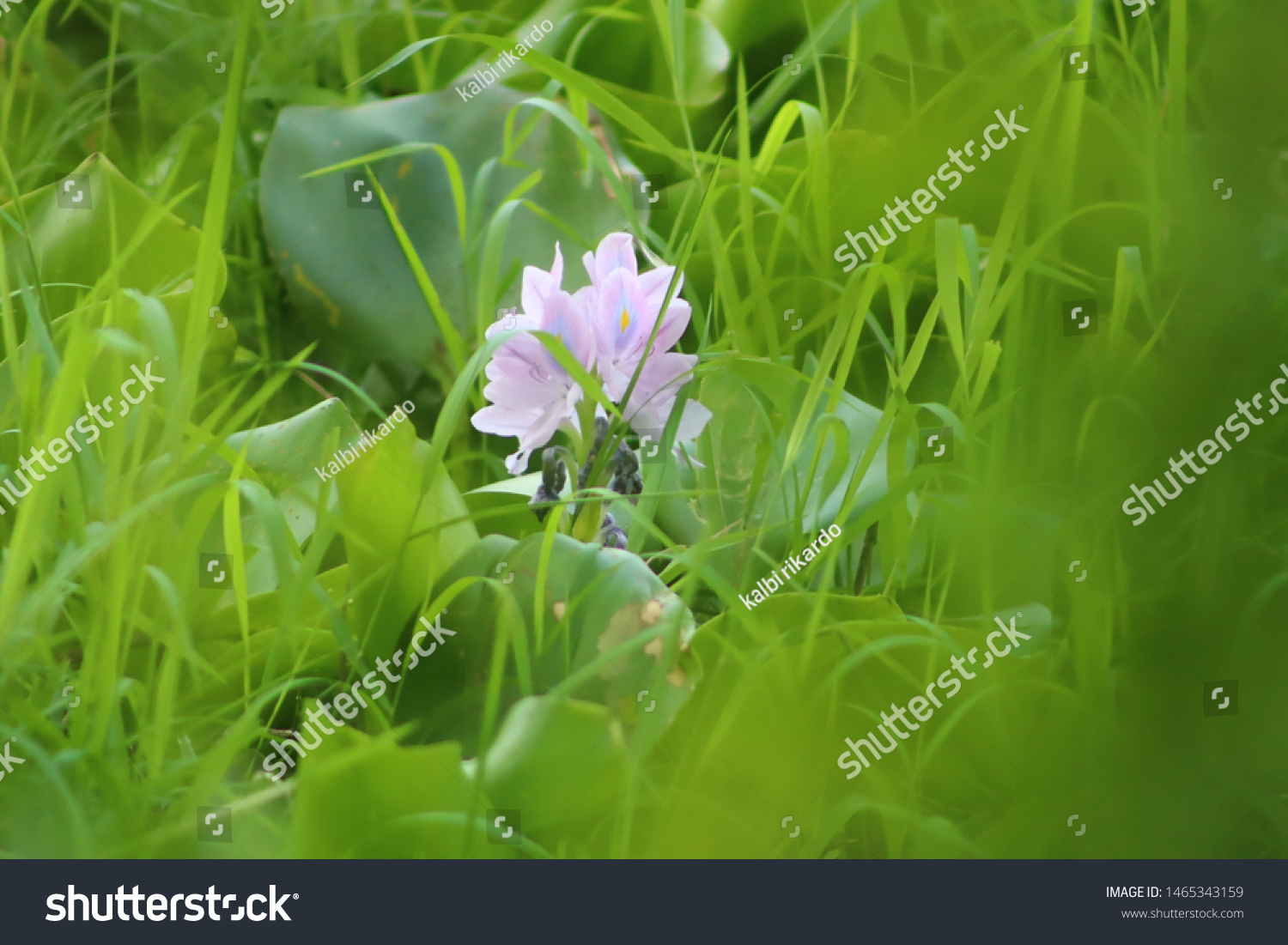 Flowers Flowers Latin Flos Tools Sexual Stock Photo Edit Now