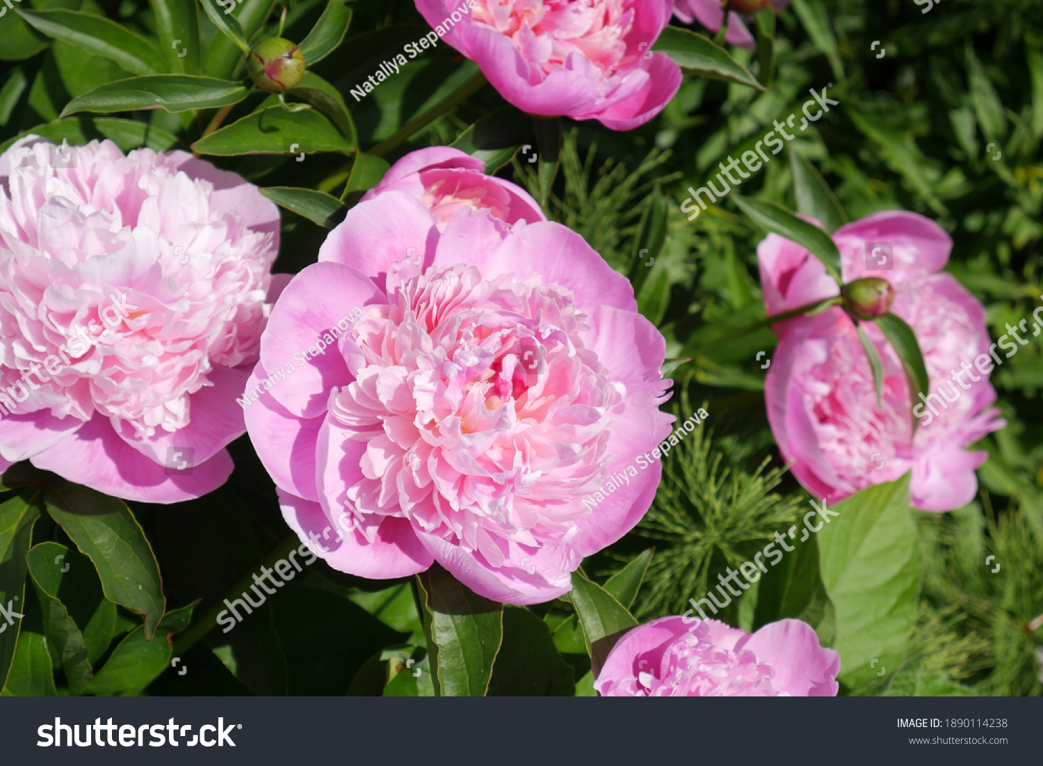 644 560 Peony Images Stock Photos Vectors Shutterstock 644 560 Peony Images Stock Photos Vectors Shutterstock