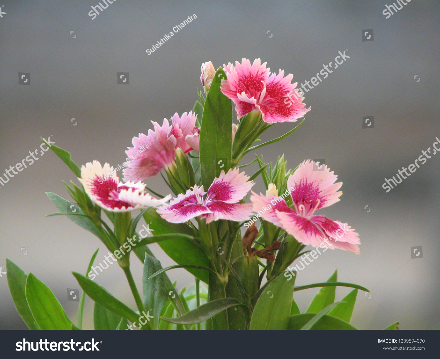 Flowers That Look Like Pencil Shavings Stock Photo Edit Now