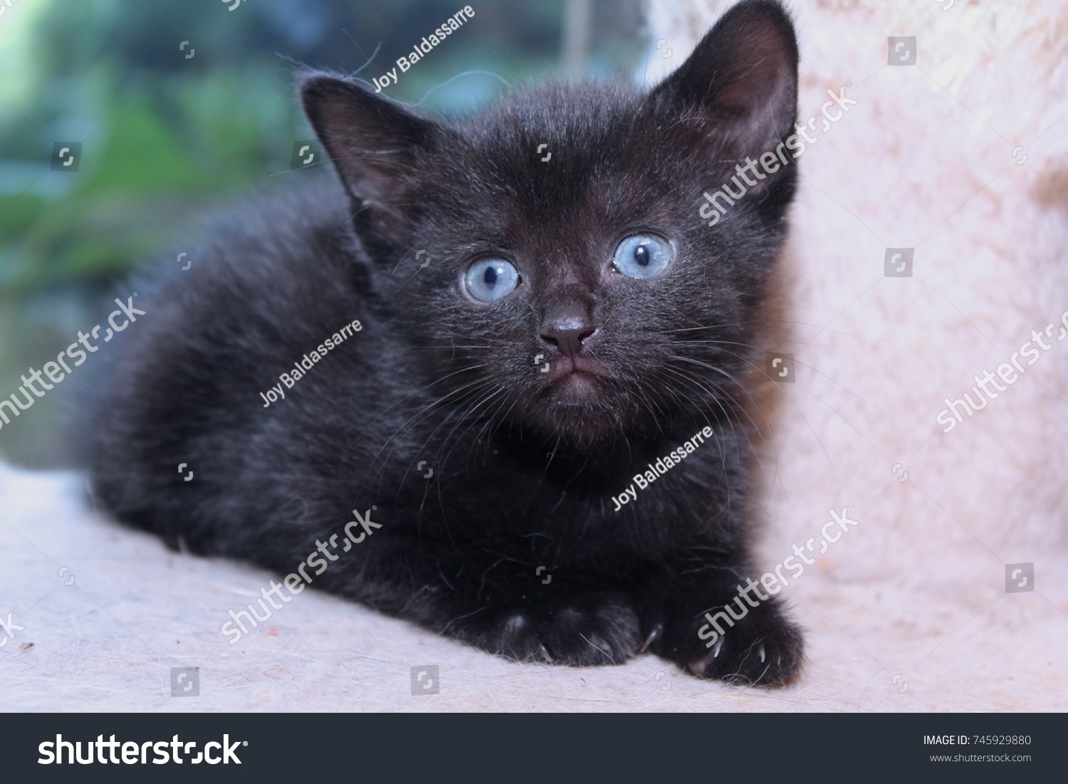 black fluffy cat with blue eyes