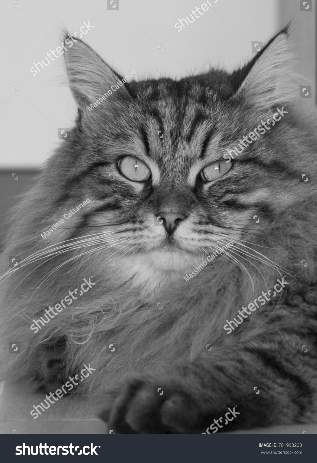 Fluffy Cat Face Long Haired Siberian Stock Photo Edit Now 701993200