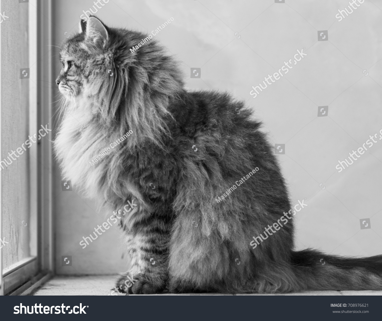 Fluffy Cat Profile Window Long Haired Stock Photo Edit Now 708976621