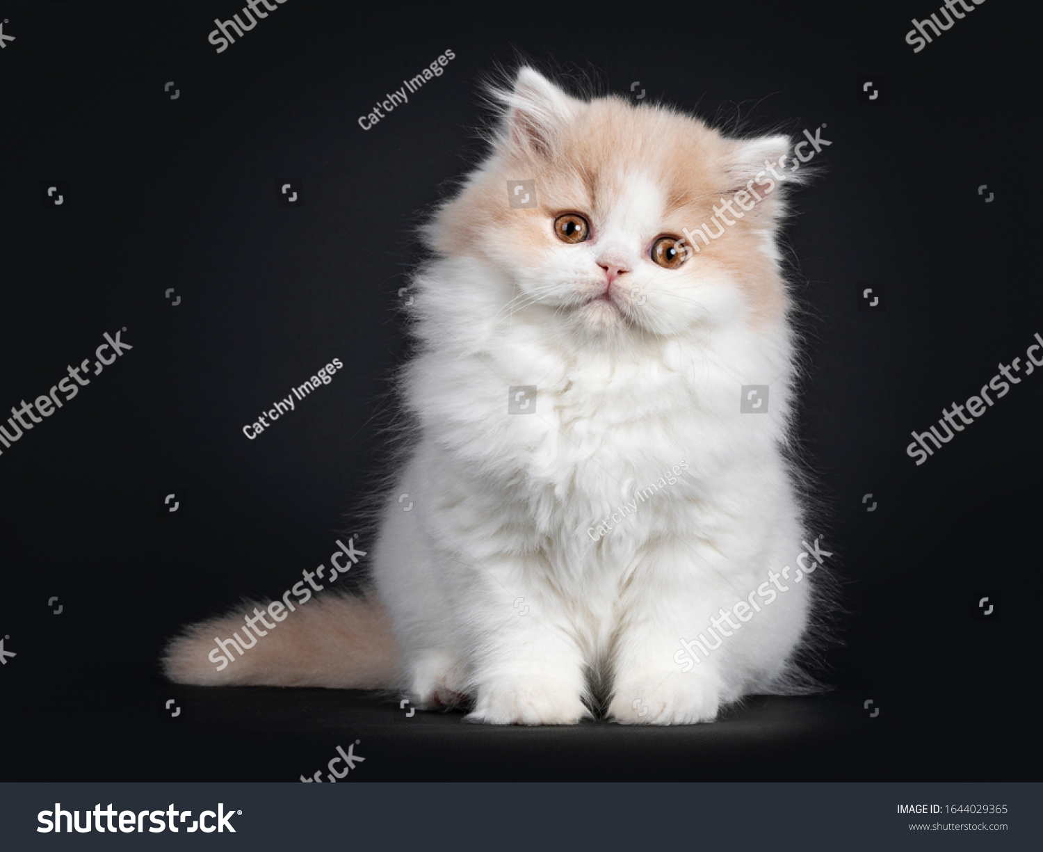 Fluffy Creme White British Longhair Cat Stock Photo 1644029365 ...