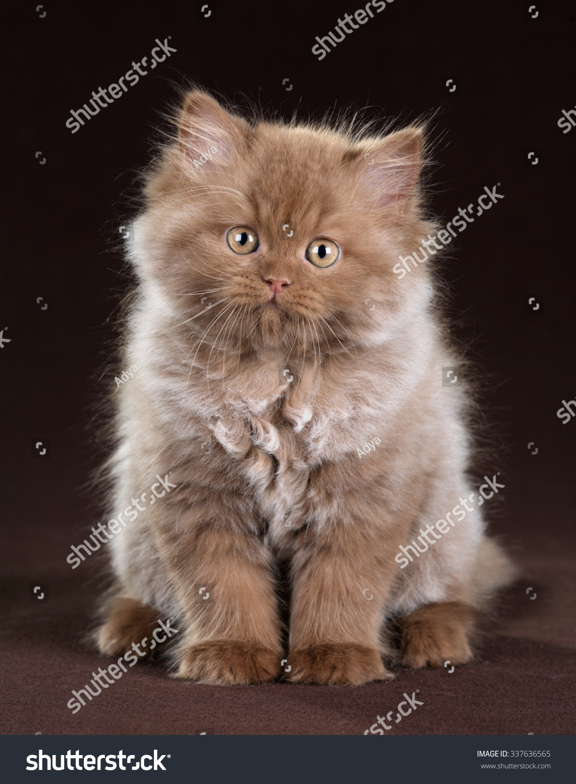 Fluffy Kitten On A Brown Background Stock Photo 337636565 : Shutterstock