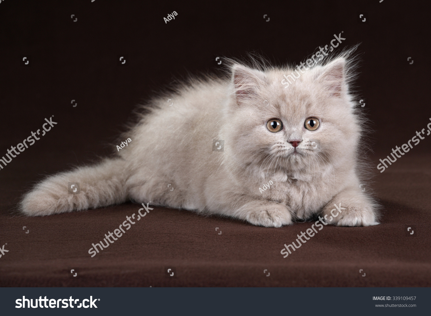 Fluffy Kitten On A Brown Background Stock Photo 339109457 : Shutterstock