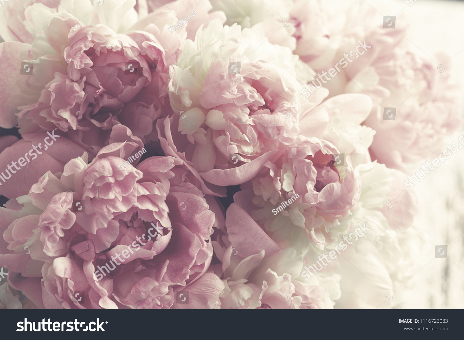 ふわふわしたピンクのエニーの花の背景 の写真素材 今すぐ編集