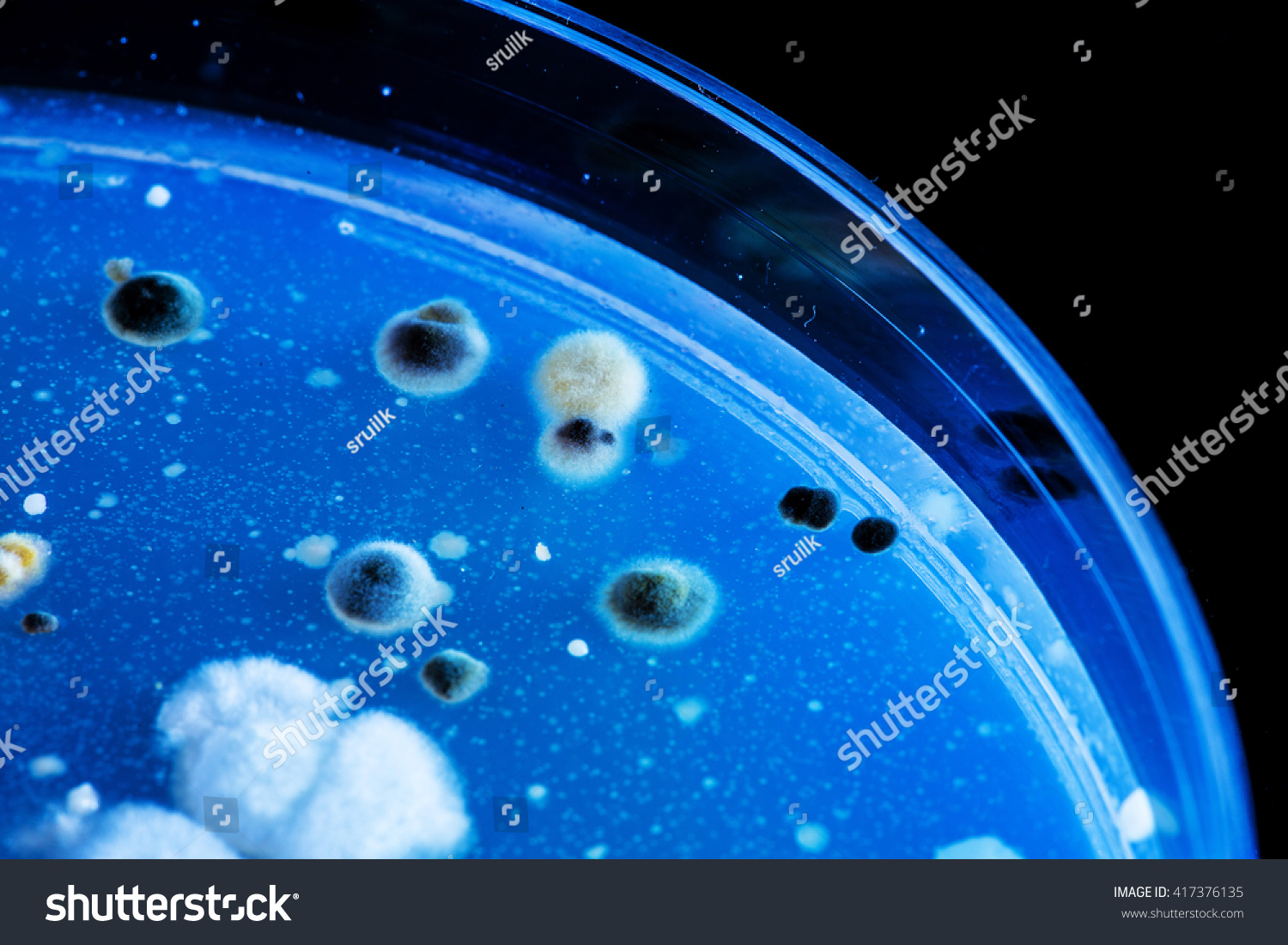 Fluorescent Bacteria At Uv Light Of Lab Test Stock Photo 417376135 