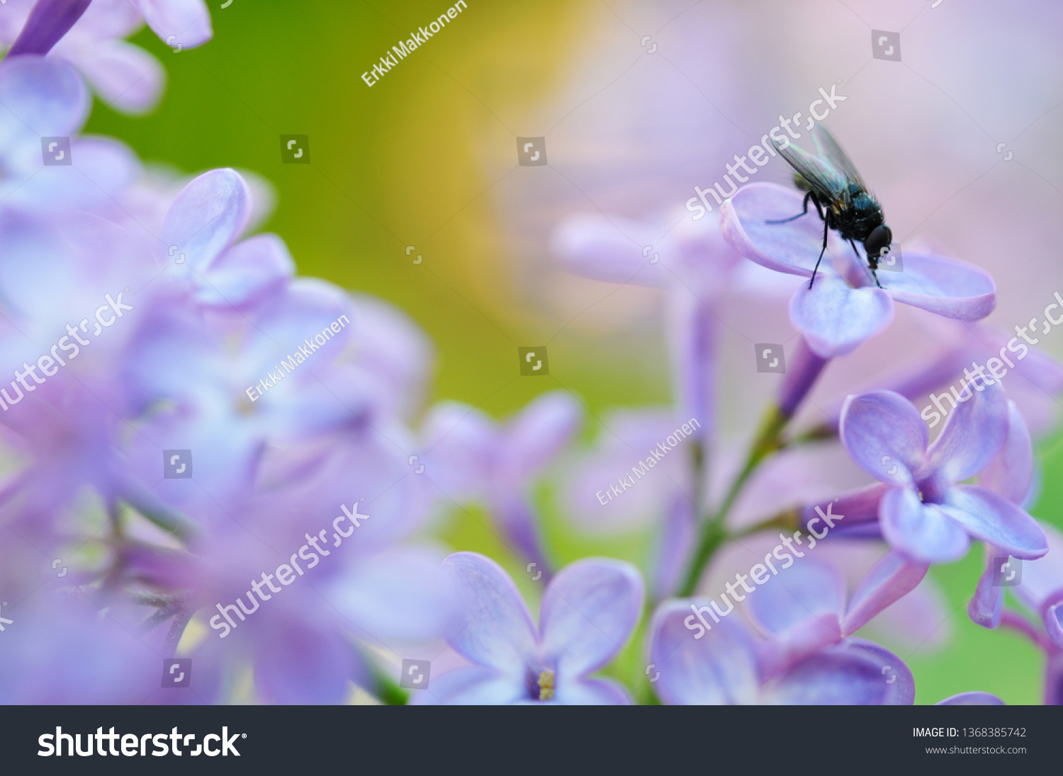 Fly On Common Lilac Syringa Vulgaris Stock Photo Edit Now 1368385742