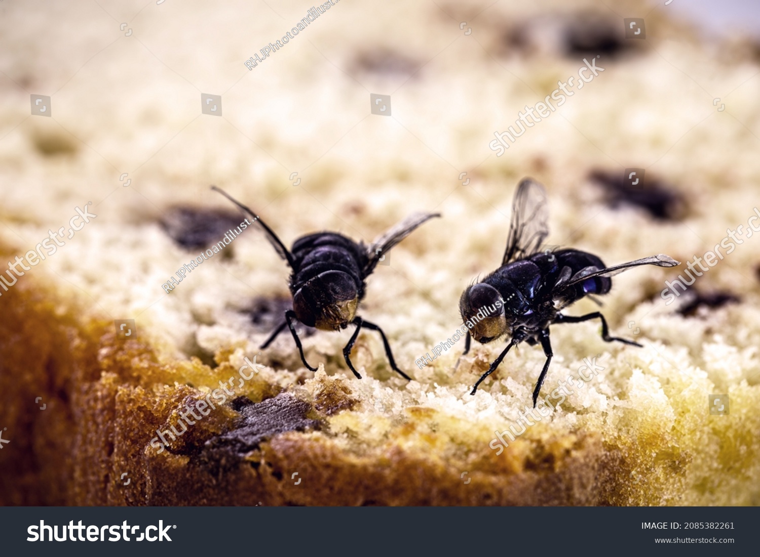 13,632 Fly Kitchen Images, Stock Photos & Vectors | Shutterstock